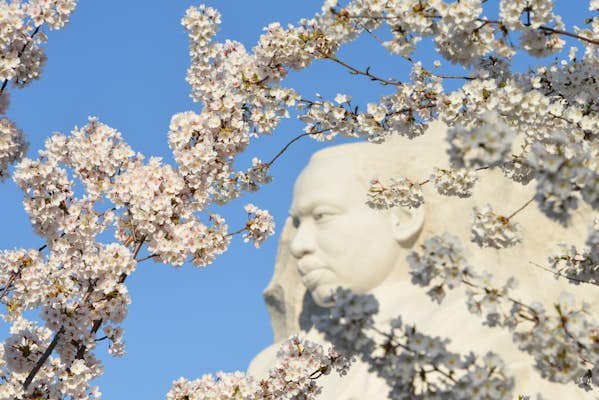 10 best places to enjoy cherry blossoms in the US in spring 2024