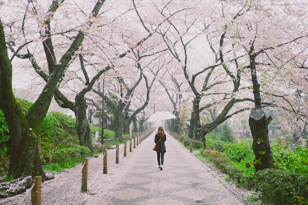 7 places to see the best cherry blossoms around the world in 2024