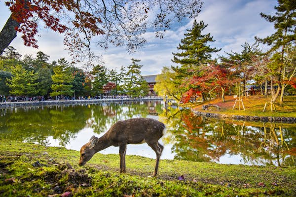 7 reasons to visit Nara, Japan’s deer-loving ancient capital