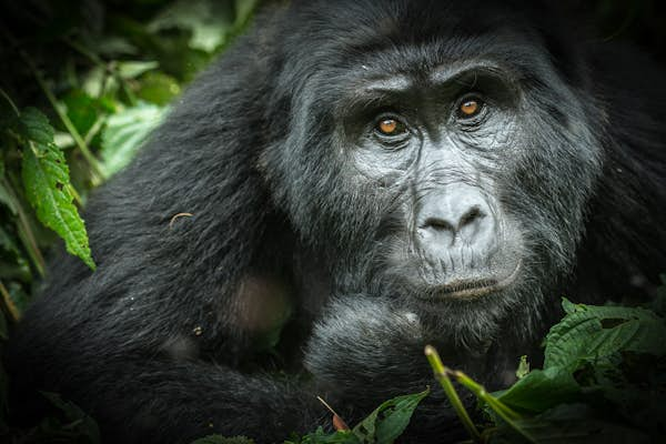 A new way to see Uganda’s gorillas in the mist