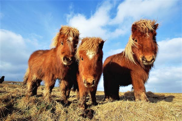 Adventures on the edge of Britain: highlights of Shetland 