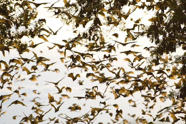 Africa’s largest wildlife migration: the bats of Kasanka National Park