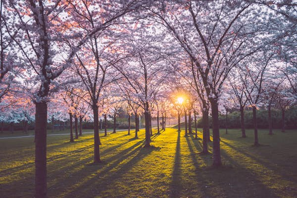 Amsterdam’s loveliest parks and open spaces