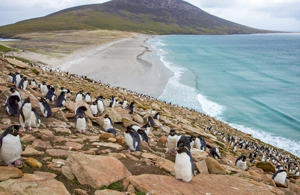 An essential guide to the Falkland Islands