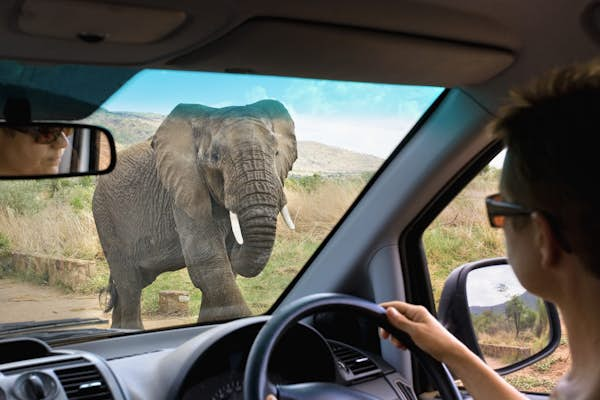 Are you ready for a self-drive safari in Africa?