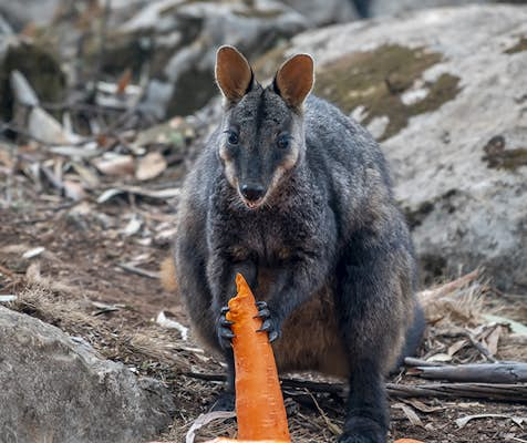 Australia is dropping vegetables from helicopters for bushfire-affected wallabies