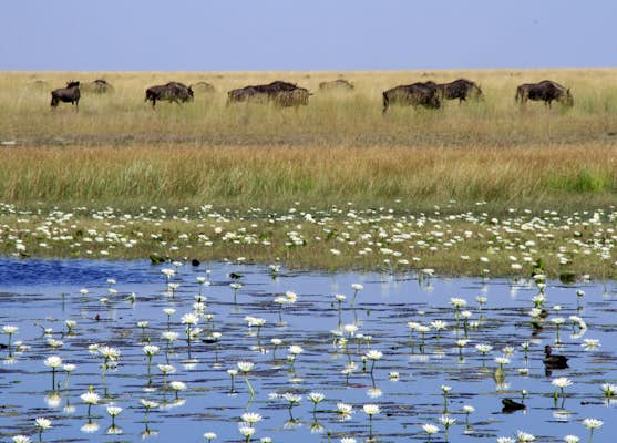 Bangweulu and Liuwa: Zambia’s safari surprises