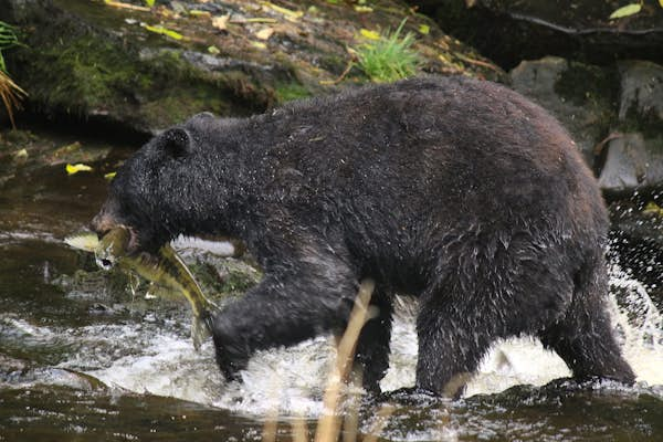 ‘Bears at 10 o’clock’: keeping your nerve with 10,000 brown bears in Tongass National Forest