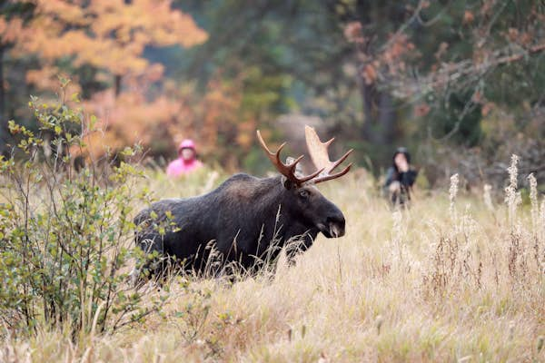 Best places to see wildlife in Canada