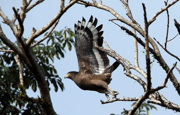 Birdwatching in Malaysia: an essential guide