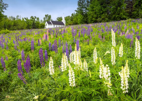 Bloomin’ lovely: best places to see wildflowers in the US