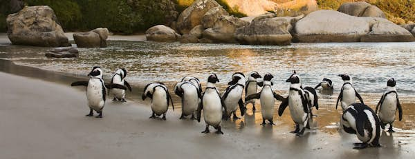 Cape Town: a wildlife lover’s playground