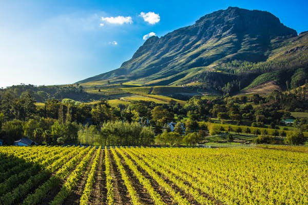 Cape Winelands: a sipping safari