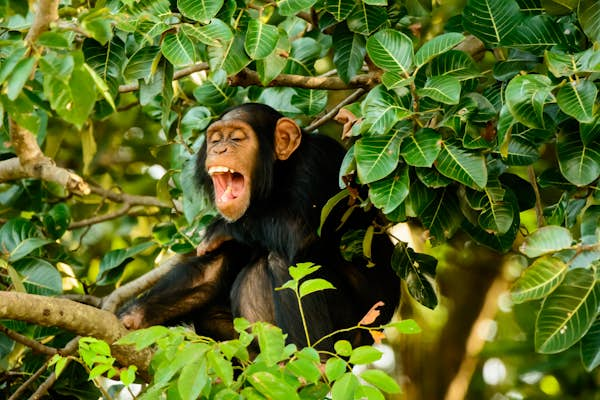 Conservation close up: visiting The Gambia’s Chimpanzee Rehabilitation Centre