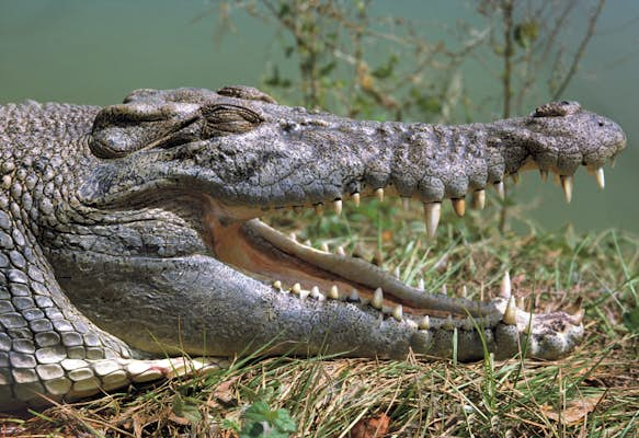 Crocodile encounters in Australia’s Northern Territory