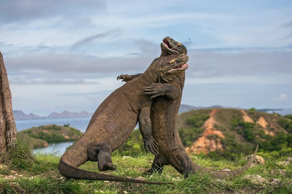 Enter the dragon: exploring Komodo National Park’s wild attractions