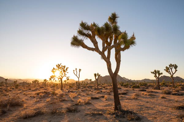 Getting to know Joshua Tree National Park