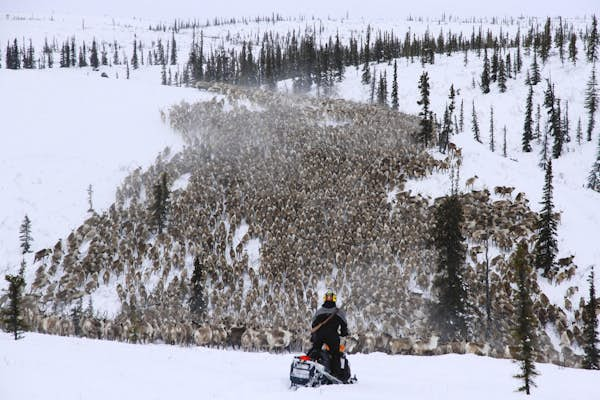 Go North: reindeer herding in the Northwest Territories