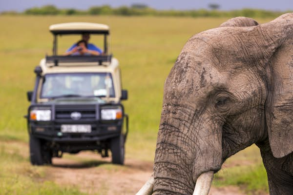 How to be a responsible wildlife tourist