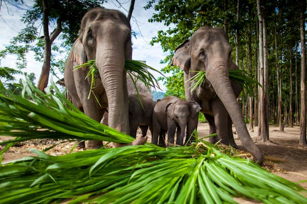 How to choose an ethical elephant experience in Thailand