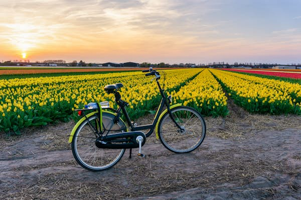 How to experience Holland’s tulip fields by bike