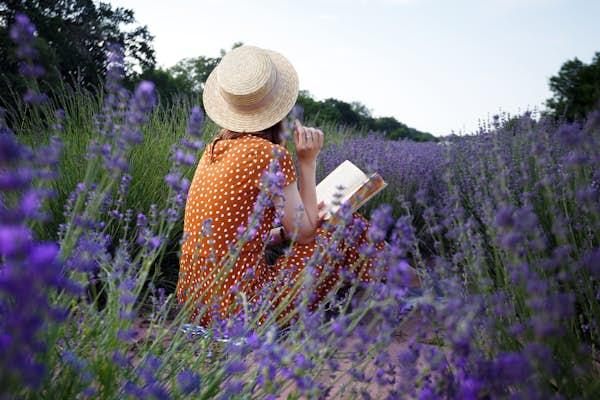 How to explore the lavender fields of France (and things to do when they’re not in bloom)