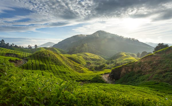 How to plan a trip to Malaysia’s Cameron Highlands