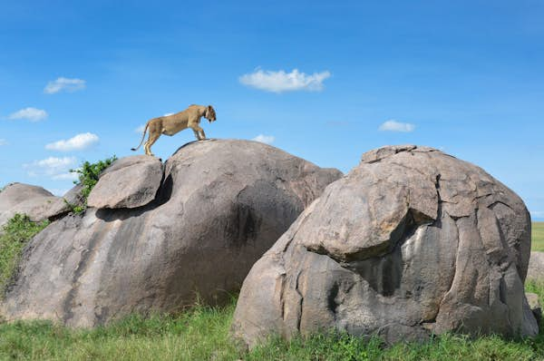 How to see the animals from ‘The Lion King’ for real in Africa