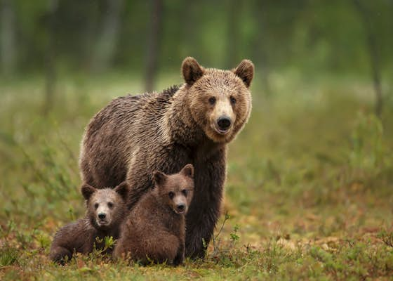 How to see wildlife responsibly in Finland – and the best places to do it