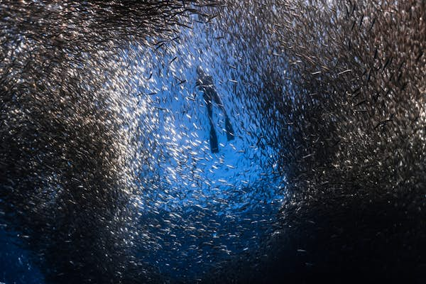 How to swim with millions of sardines in Moalboal, Philippines