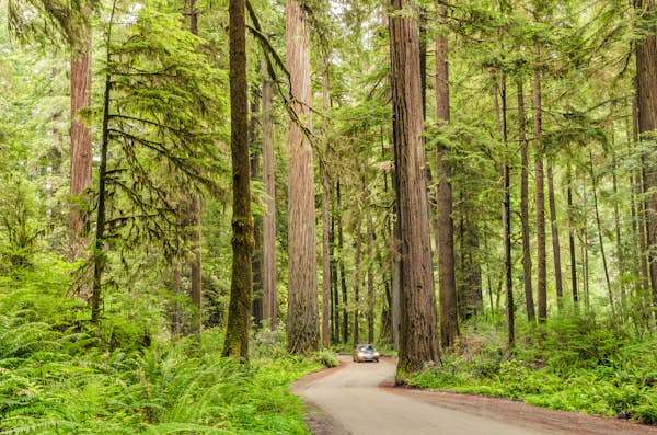 How to visit all of California’s national parks in one epic road trip