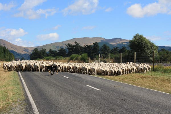 How to WWOOF around New Zealand