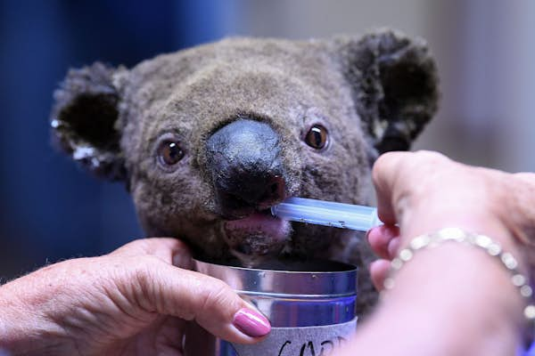 How you can help koalas and other animals devastated by Australian bushfires