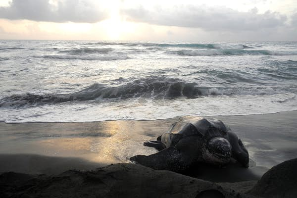 How your vacation can help save sea turtles in the Caribbean