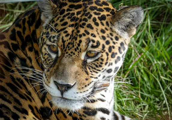 Iberá National Park: Northeast Argentina’s wetland wonderland