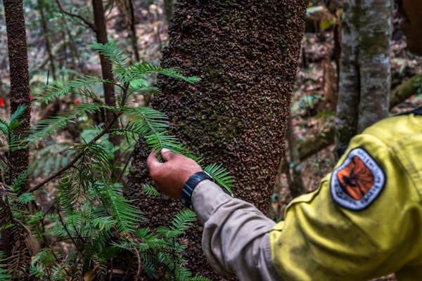 Inside the fight to save Australia’s precious ‘dinosaur trees’