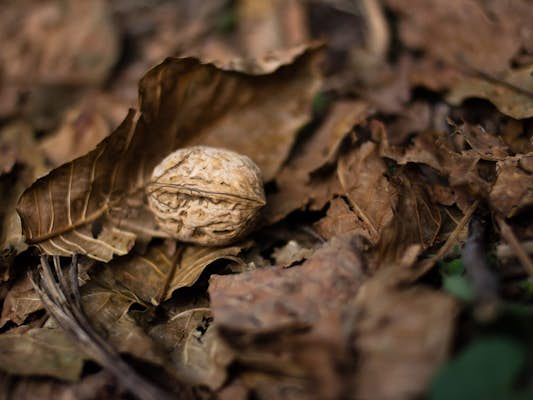 Life among walnuts: the ancient forests of Kyrgyzstan