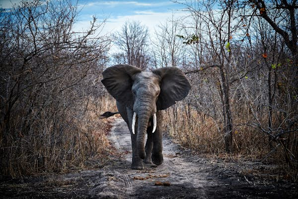 Malawi’s wildlife renaissance