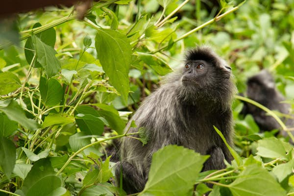 Malaysia’s best national parks: A mesmerising menagerie of mountains, rainforest, and millennia-old caves