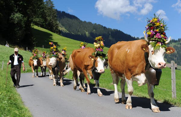 Meet the Swiss cows behind your favorite European treats