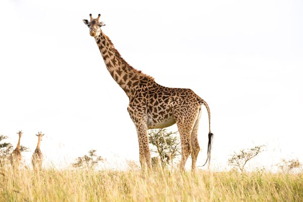 Nairobi wildlife: 5 places for incredible animal encounters