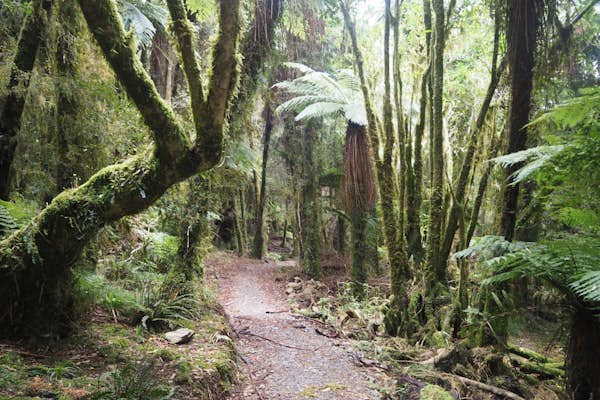 New Zealand Paparoa track: essential hiking tips for new trail