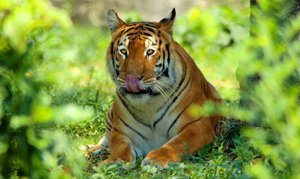 Rivers, tigers and tea: experience the best of Bangladesh