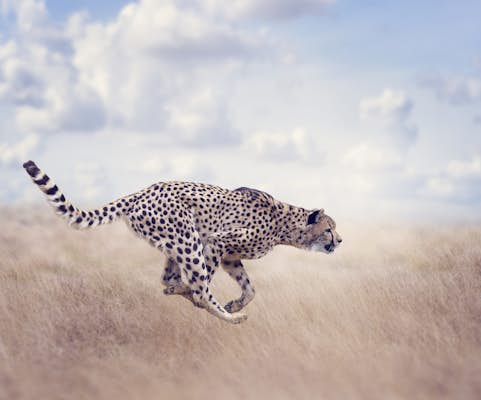 Safari animals: the story of cheetahs (and the best places to see them)