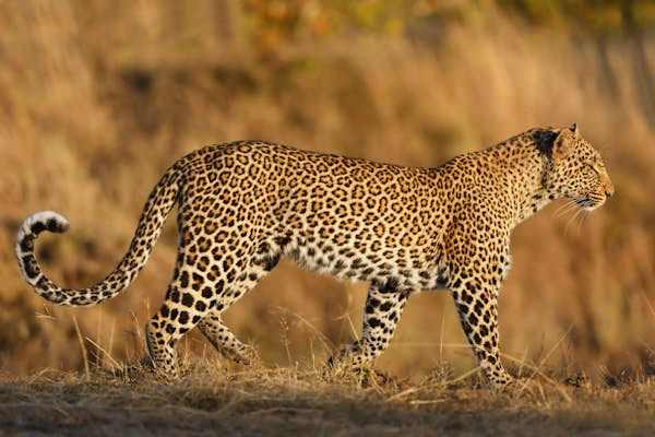 Safari animals: the story of leopards (and the best places to see them)