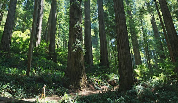 Seeking serenity: forest bathing among California’s redwoods