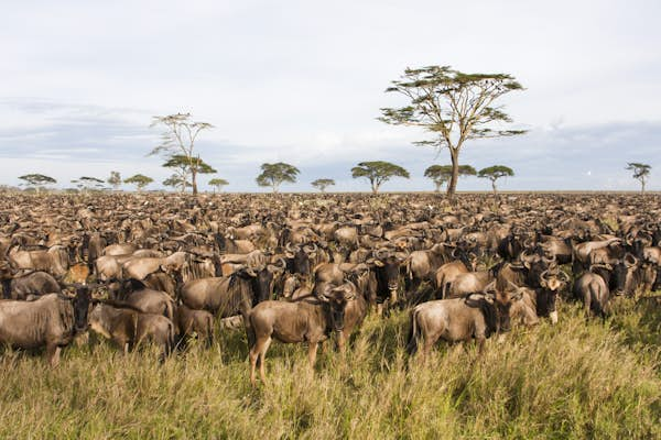 Serengeti’s Great Migration: the world’s ultimate wildlife spectacle