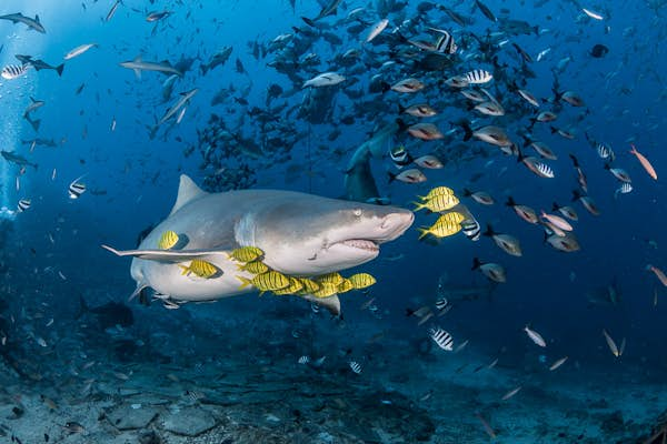 Shark diving in Fiji’s Beqa Lagoon