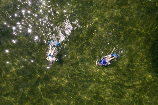 Snorkeling for scallops on Florida’s Gulf Coast is a find-and-feast underwater adventure