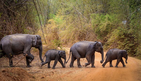 Sri Lanka’s best national parks for seeing elephants, leopards and birdlife